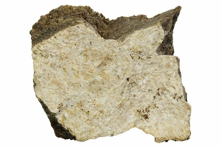 Fossil Tyrannosaur (T rex) Vertebra Section - Wyoming #350468